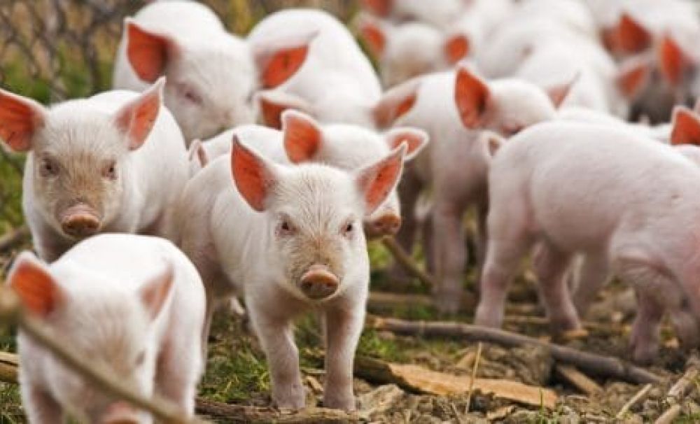 Panică din cauza pestei porcine! În mai multe localități din județul Vâlcea sunt restricţii 