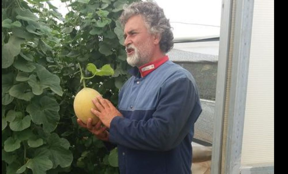 Pepeni galbeni crescuţi pe verticală!  Metodă inedită a unui producător din Dolj