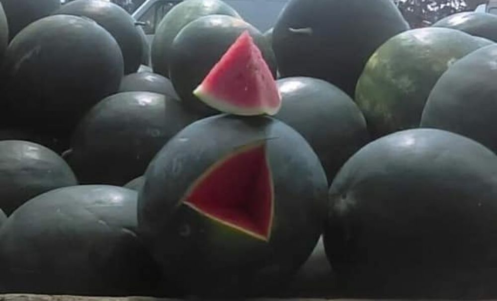 Pepenii de Dăbuleni, 1,7 lei kilogramul, în piaţa en-gros din oraş