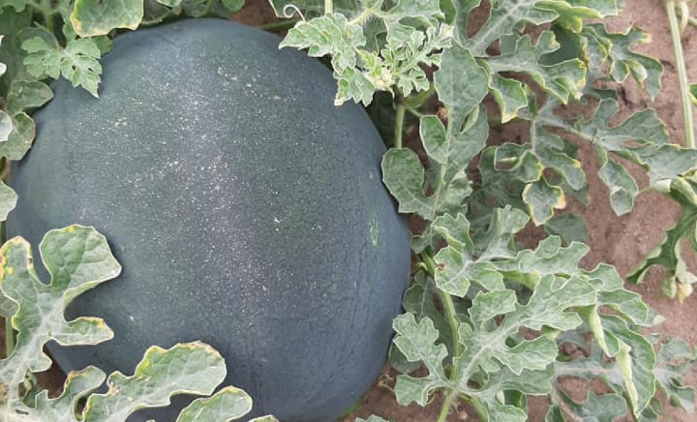 Pepenii de Dăbuleni apar pe tarabe mai târziu