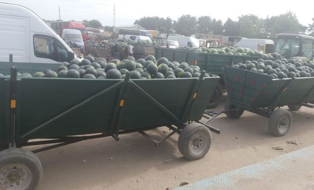 Piaţa en gross de pepeni din Dăbuleni nu are cumpărători!  Producătorii au lăsat pepenii şi cu 40 de bani kilogramul