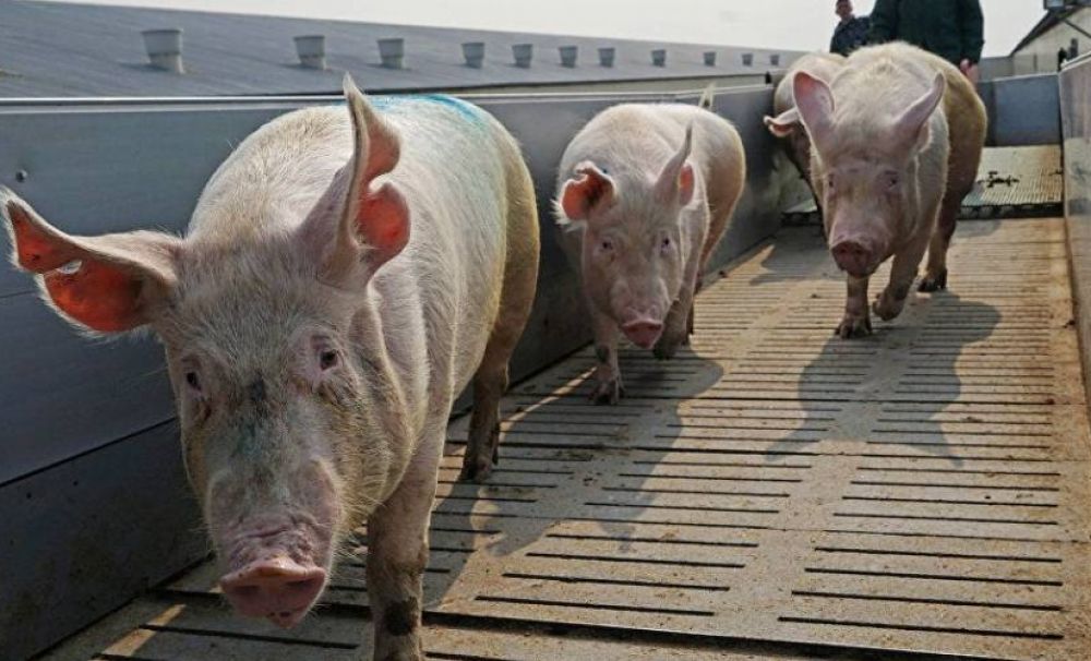 Porcii din Gostavăţu - Olt au fost ucişi din cauza pestei porcine