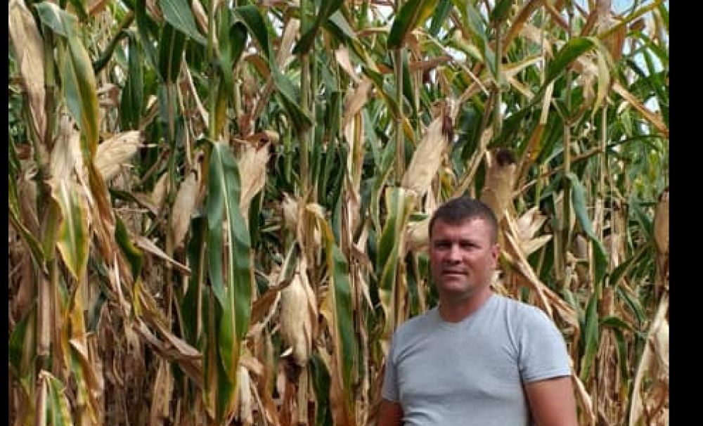 Porumbi gigantici într-o comună din Dolj!  Plantele măsoară şi 3,5 metri