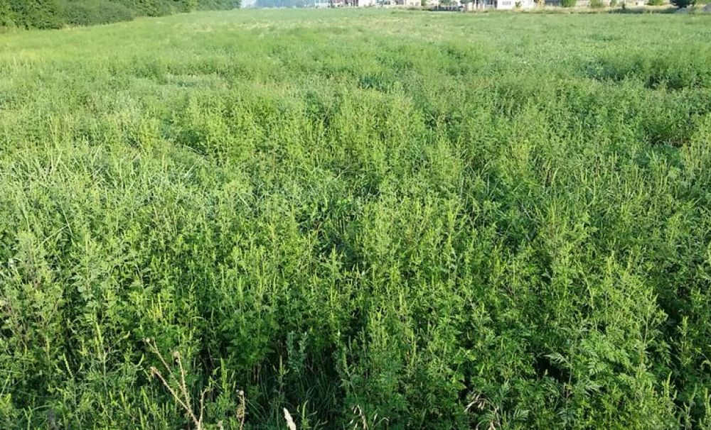 Prefectul judeţului Dolj a decis: Controale în judeţ unde sunt terenuri cu ambrozie