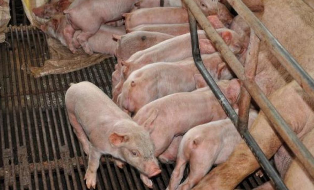 Primarul din Mischii: Evitaţi vizitele în Teasc şi împrejurimi