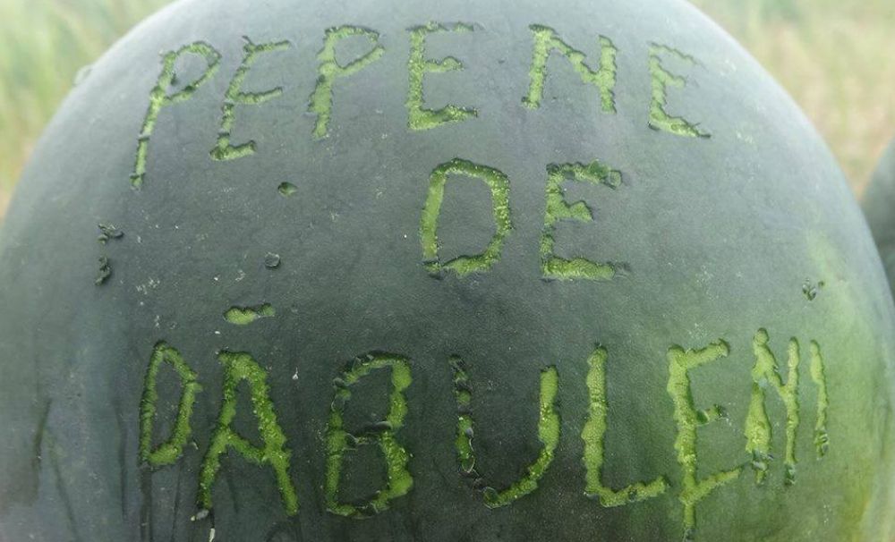 Producătorii de pepeni din Dăbuleni, sabotaţi. Lubenițele sunt ținta fake-news în online