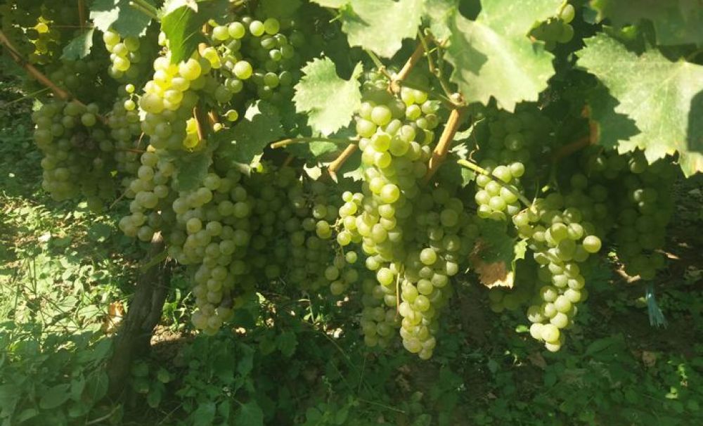 Producţie bună de zaibăr, în ciuda secetei   : Îţi face poftă, bei un pahar şi îţi vine să-l bei şi pe al doilea