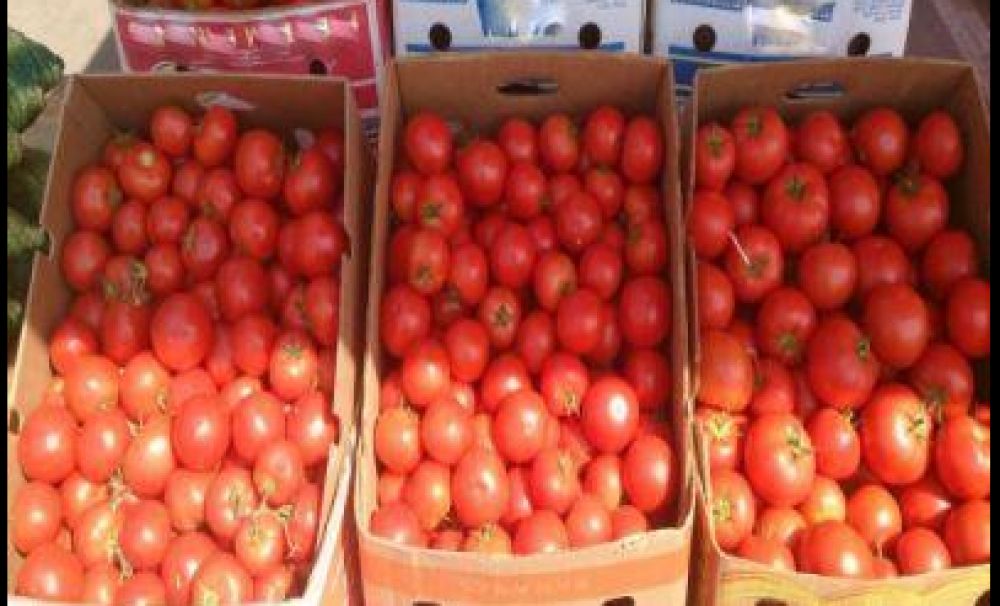 Producţie mare de tomate, cumpărători puţini!  Legumicultorii aruncă din marfă care se strică pe tarabe