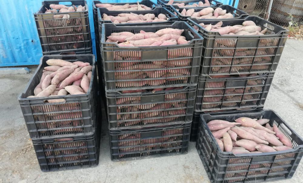 Profit pentru staţiunea de cercetare!  Cartoful dulce de la Dăbuleni, în supermarketurile din ţară