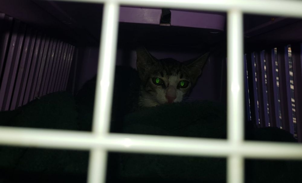 Pui de pisică, salvați de pompieri, într-un parc din Craiova