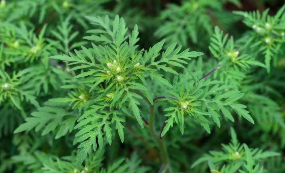 RAADPFL Craiova  a început lupta împotriva ambroziei