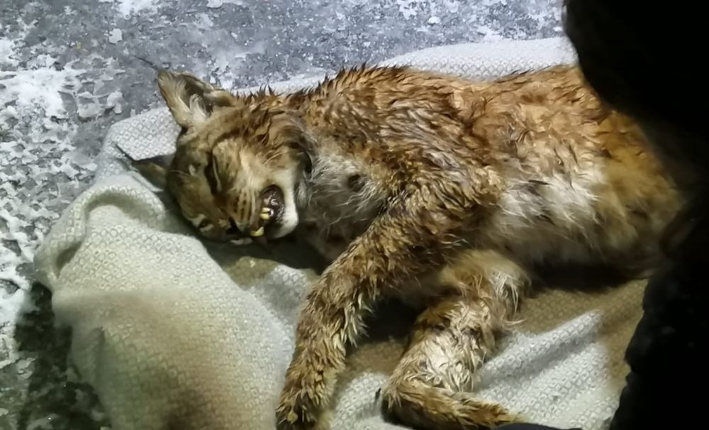 Râs ucis de maşină, pe un drum naţional din Vâlcea