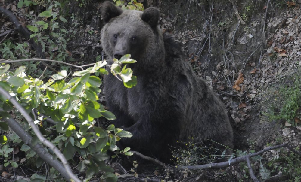 S-a întâmplat în Vâlcea! Trei urşi au fost salvaţi din laţuri