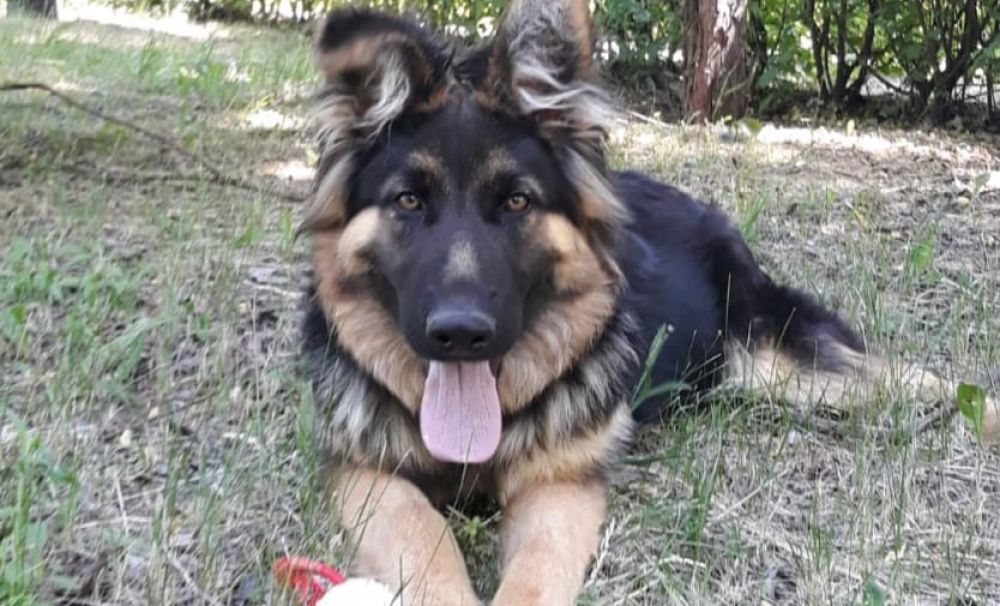 „Salut! Sunt Chico, am 7 luni şi sunt noul coleg al jandarmilor doljeni!”