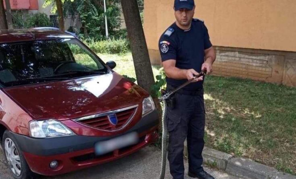 Șarpe de un metru scos de jandarmii severineni din mașina unui cetățean