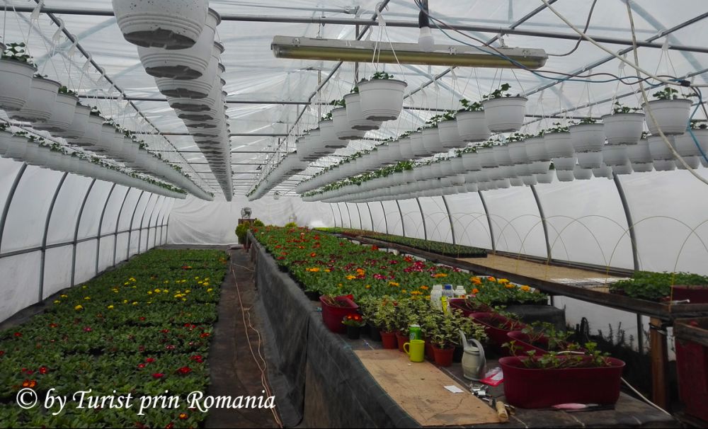 Serele de flori Abel