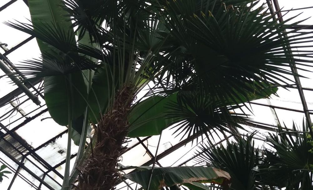 Serele din Grădina Botanică din Craiova, mica junglă din Bănie