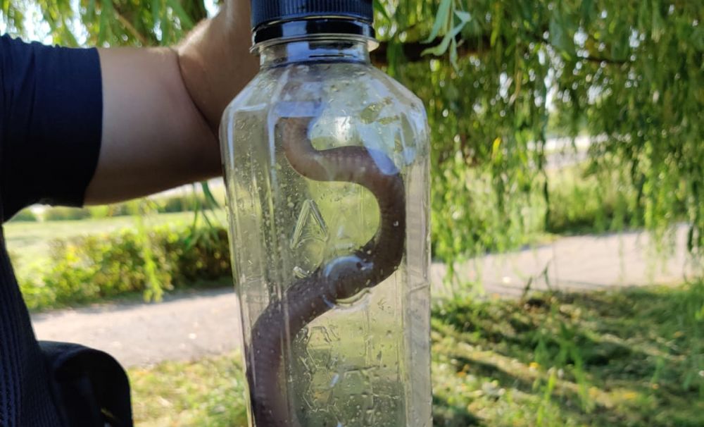 Şoc! O viperă într-o staţie de taxi din Târgu Jiu