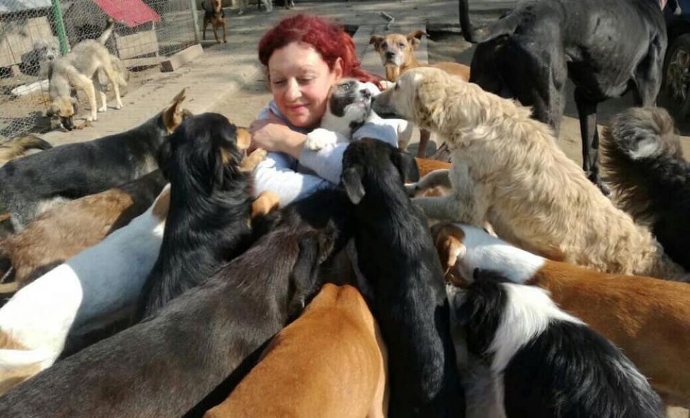 Şocant! 600 de animale riscă să moară de foame într-un adăpost din Desa-Dolj