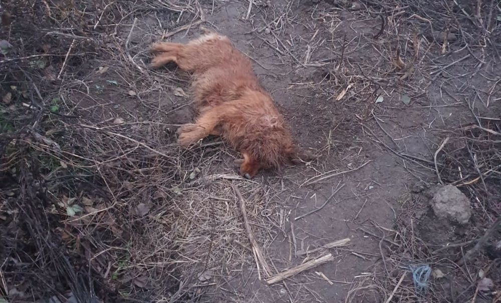 Şocant! Două căţeluşe împuşcate într-o curte din Melineşti