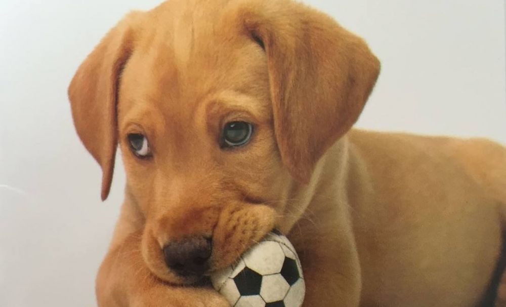 Târg de adopţii canine la Slatina-Olt