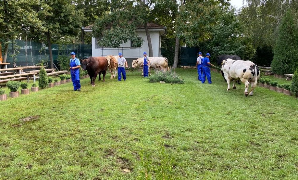 Tauraşi cu certificat de naştere, lângă Craiova!   O fermă din Dolj are tauri recunoscuţi peste graniţă pentru materialul seminal 