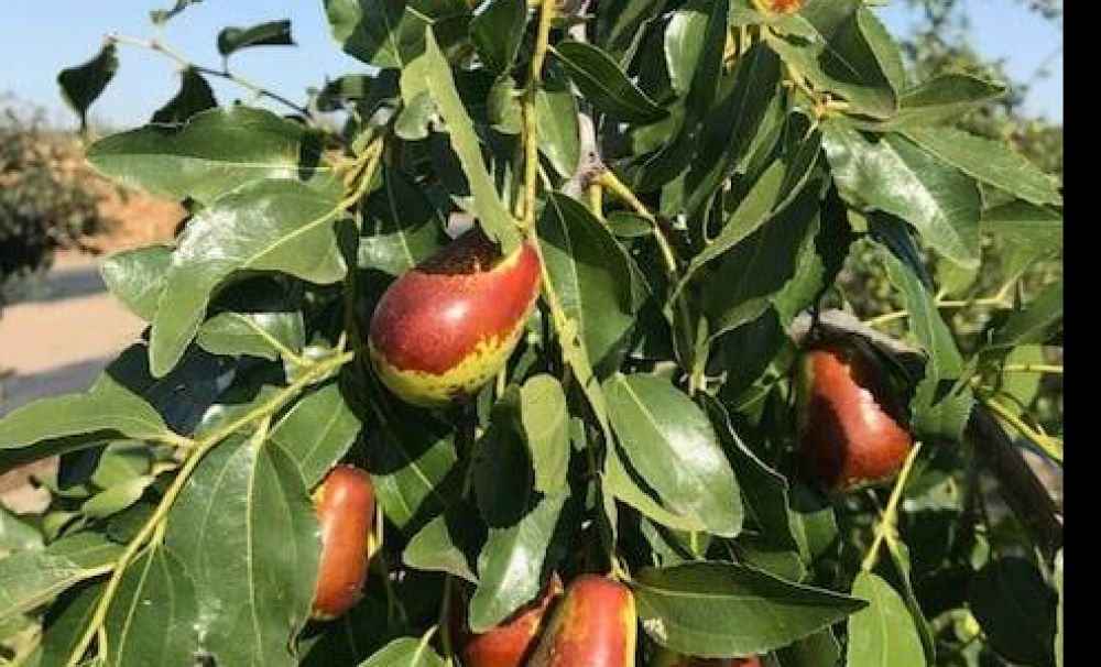 Toamnă asiatică la Dăbuleni! Curmalele chinezeşti încep să dea roade