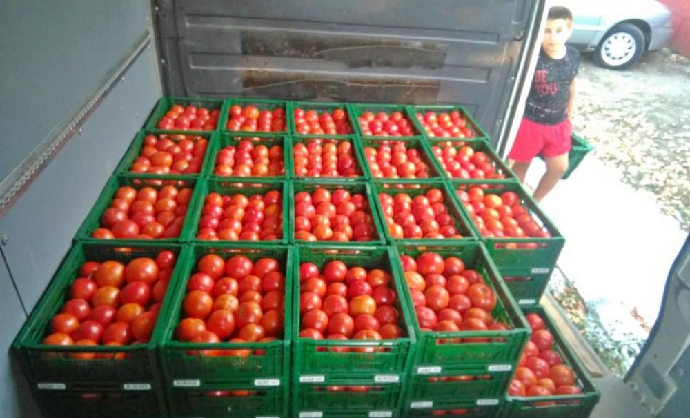 Tone de tomate din Olt vor ajunge într-un mare supermarket din ţară