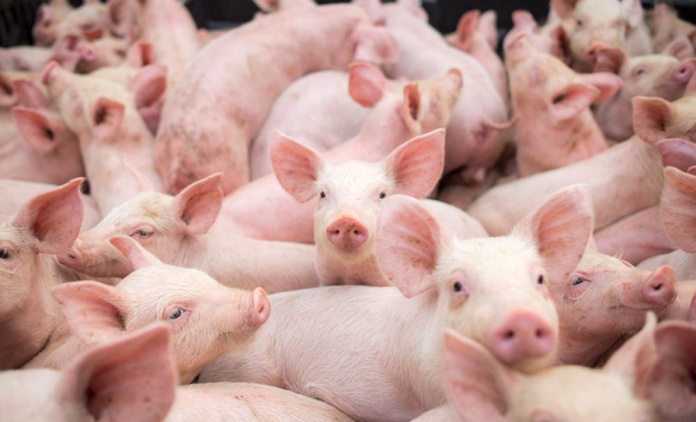 Toţi porcii din satul Sărata au fost ucişi, azi, din cauza pestei porcine
