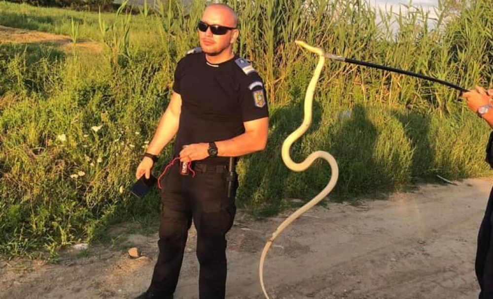 Un șarpe de aproape 2 metri a fost eliberat de jandarmi